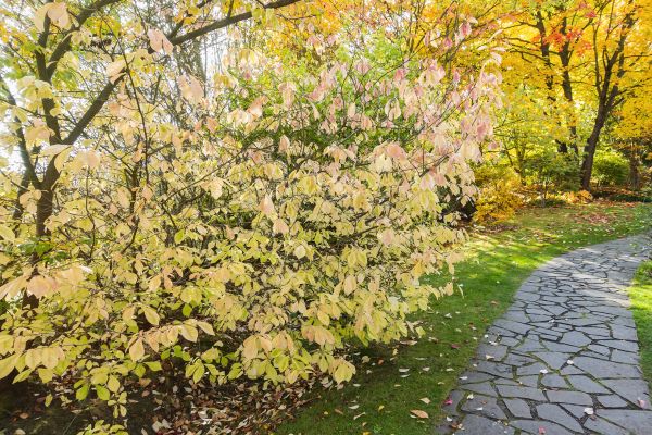 Paver Pathway Cleaning